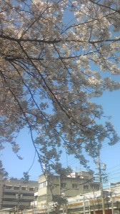 熱田神宮周辺の満開の桜です