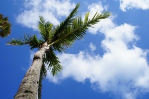 沖縄の青い空。