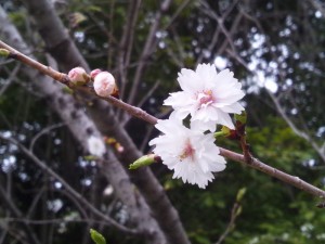 熱田神宮のシキザクラ